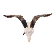Real Domestic Goat Skull - Large (Single)