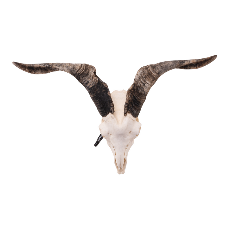 Real Domestic Goat Skull - Large (Single)