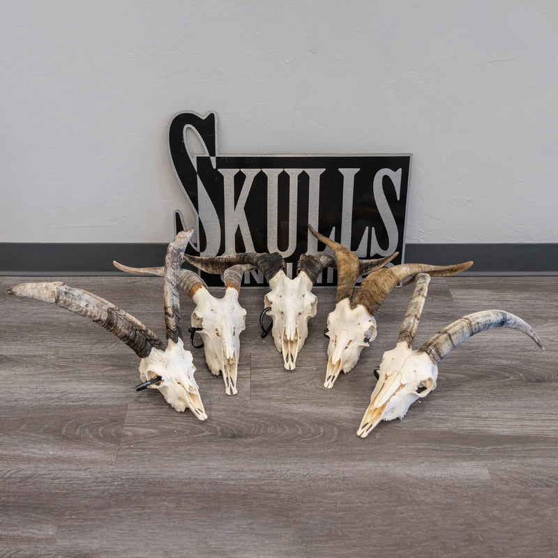 Real Domestic Goat Skull - Large (Single)