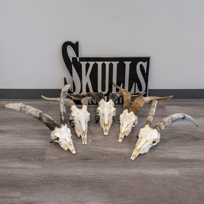 Real Domestic Goat Skull - Large