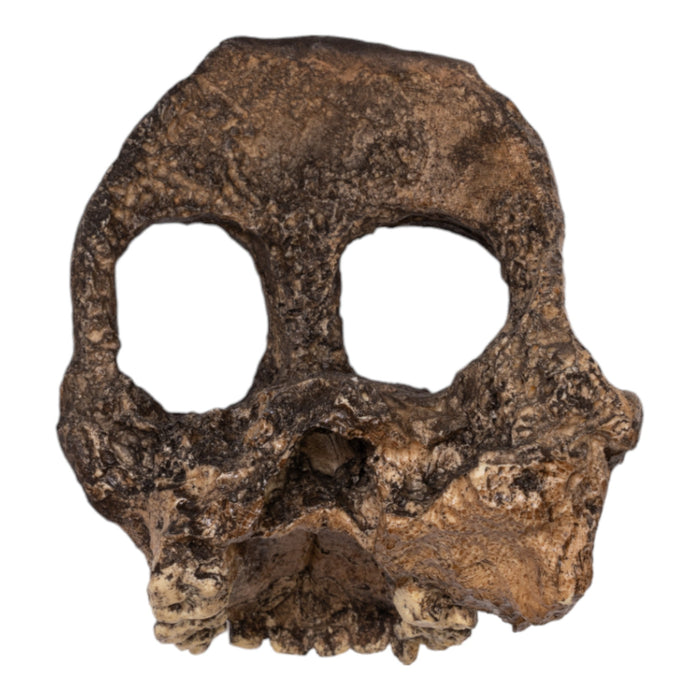 Replica Taung Child Skull - Partial