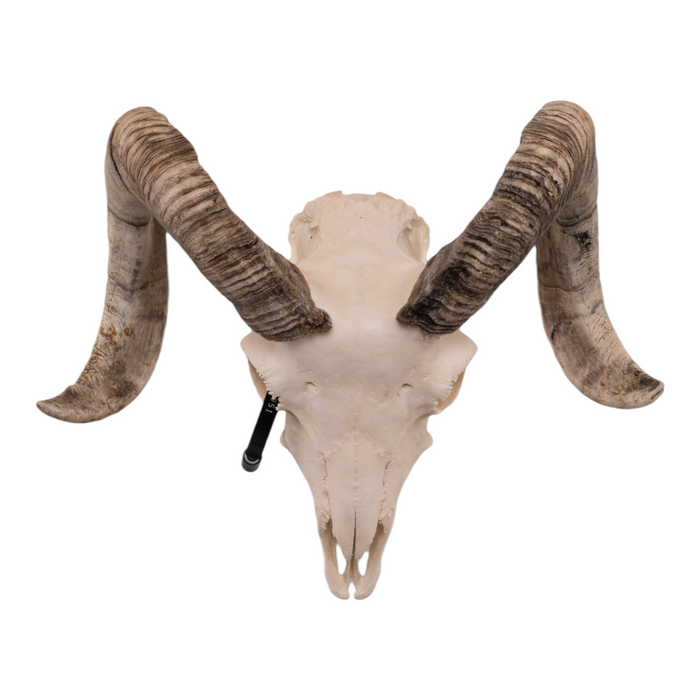 Real Domestic Ram Skull For Sale — Skulls Unlimited International
