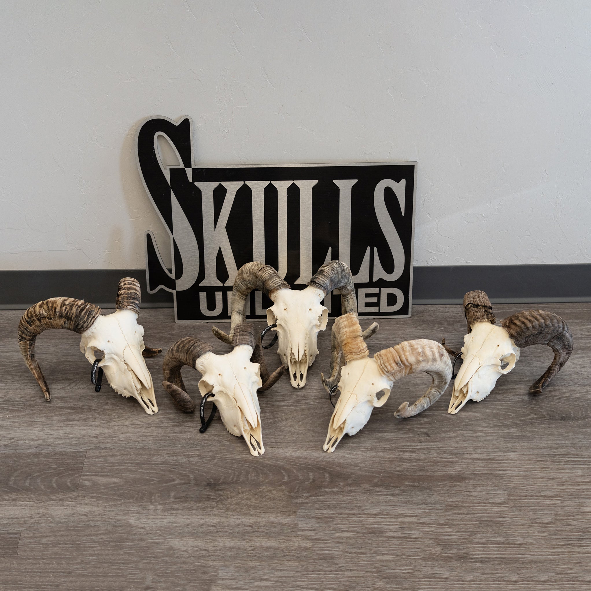 Skull Rreal Real Domestic Ram Skull For Sale — Skulls Unlimited International, Inc.