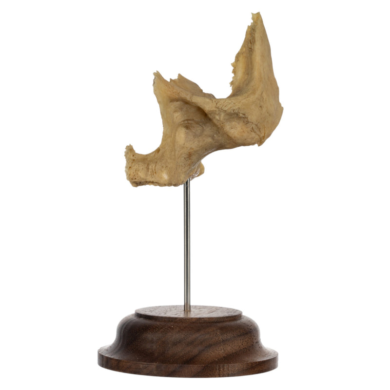 Real Human Partial Skull on Stand