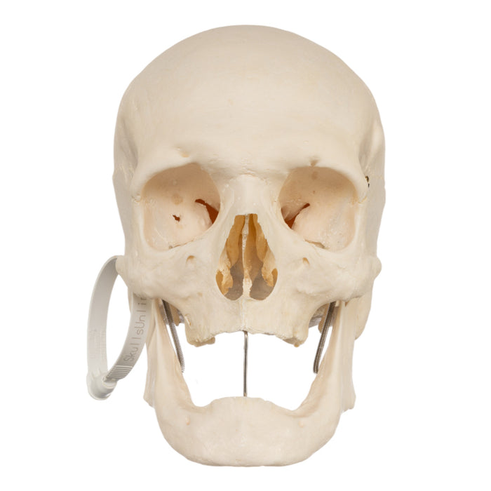 Real Human Skull