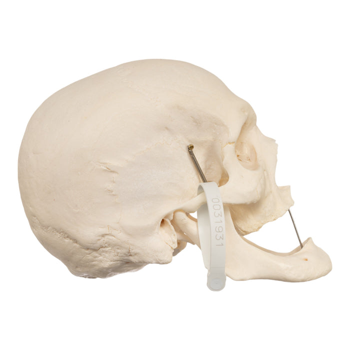 Real Human Skull