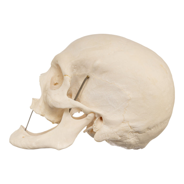 Real Human Skull