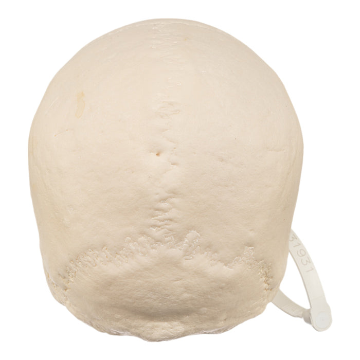 Real Human Skull