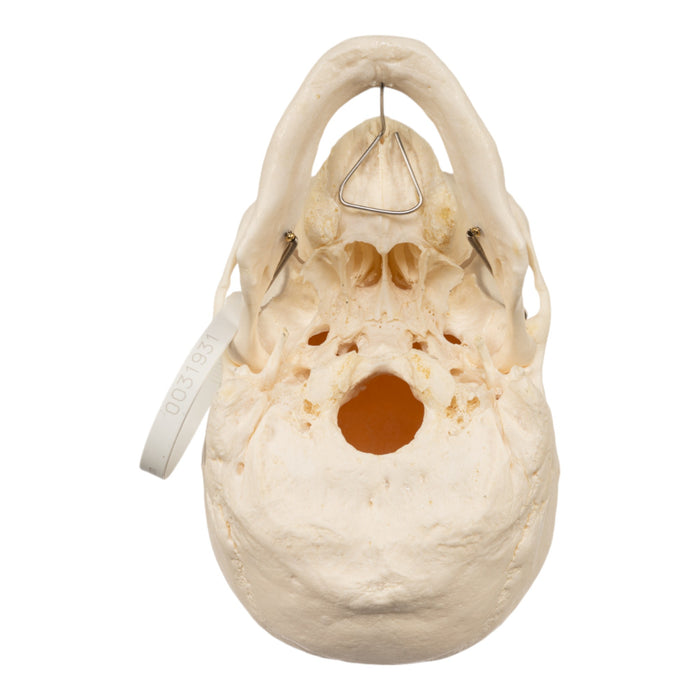 Real Human Skull