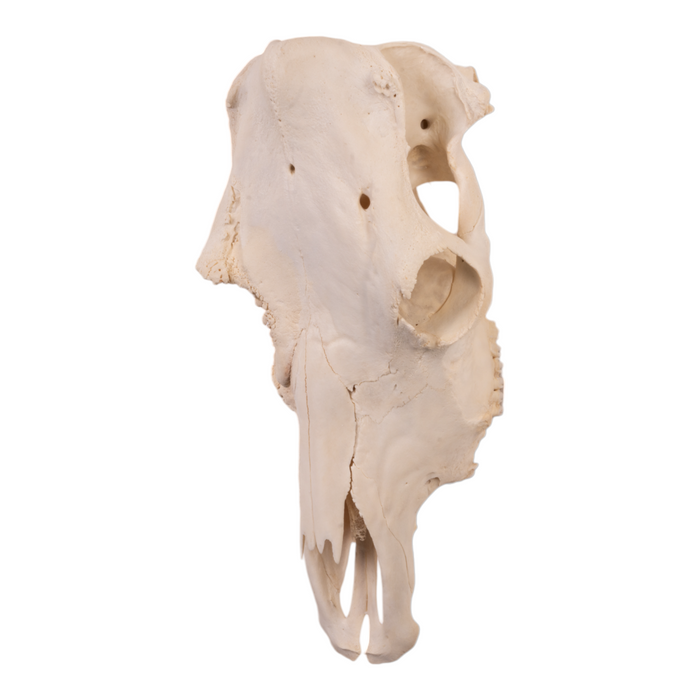 Real Domestic Cow Skull - Pathology