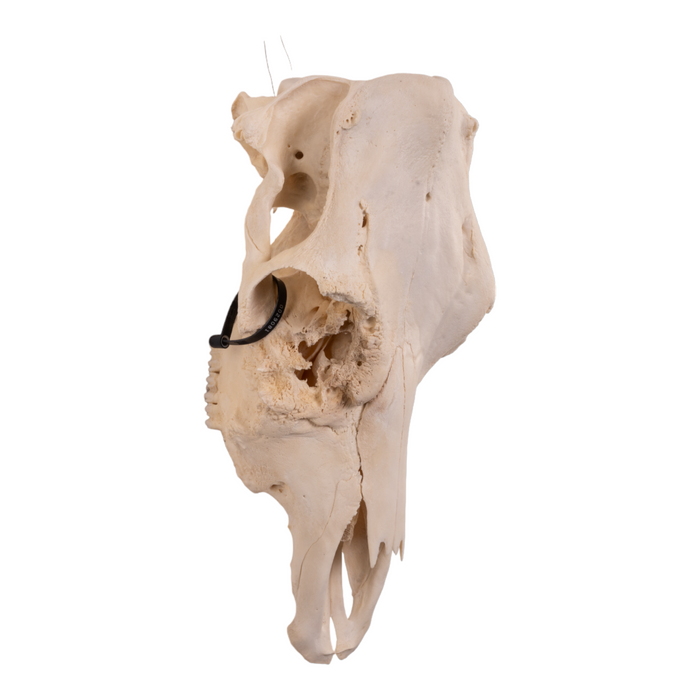 Real Domestic Cow Skull - Pathology