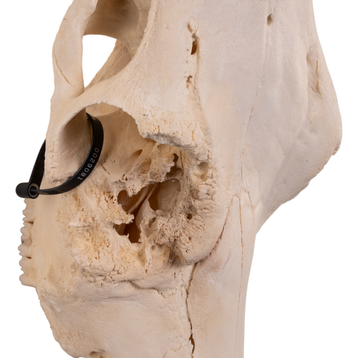 Real Domestic Cow Skull - Pathology