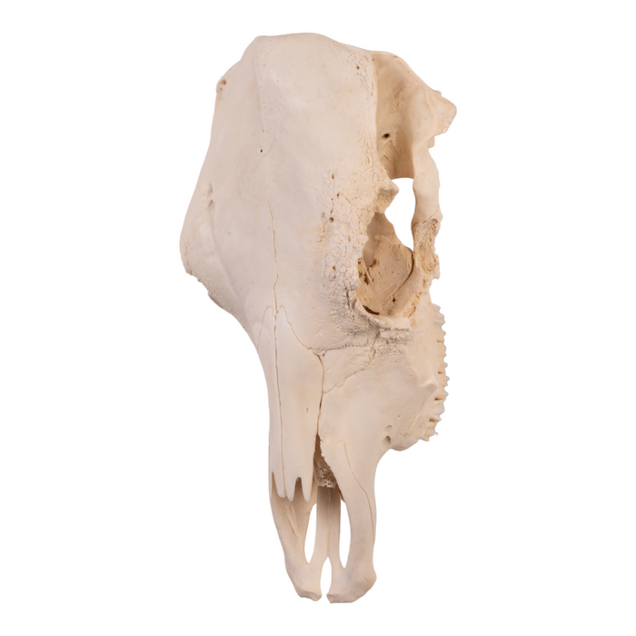 Real Domestic Cow Skull - Pathology