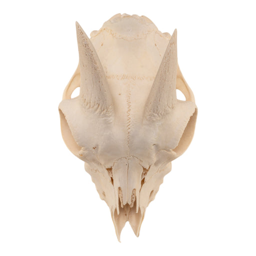 Real Domestic Goat Skull Without Horns - Damaged