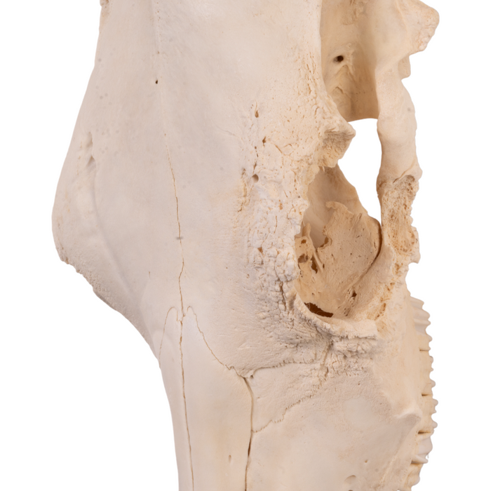 Real Domestic Cow Skull - Pathology