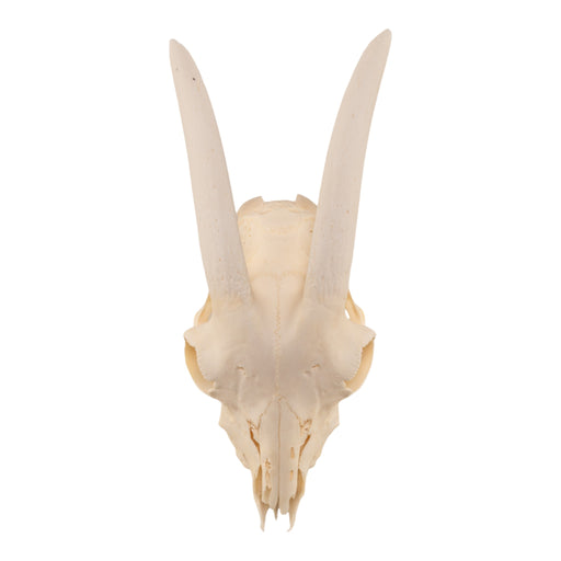 Real Domestic Goat Skull Without Horns - Damaged