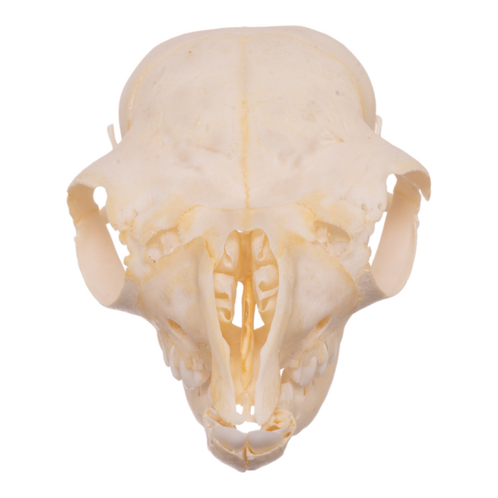 Real Llama Skull - Juvenile