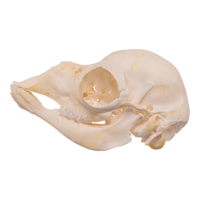 Real Llama Skull - Juvenile