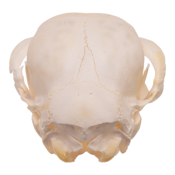Real Llama Skull - Juvenile
