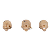 Real Seba's Short-tailed Bat Skull - Single (Multiple Types)