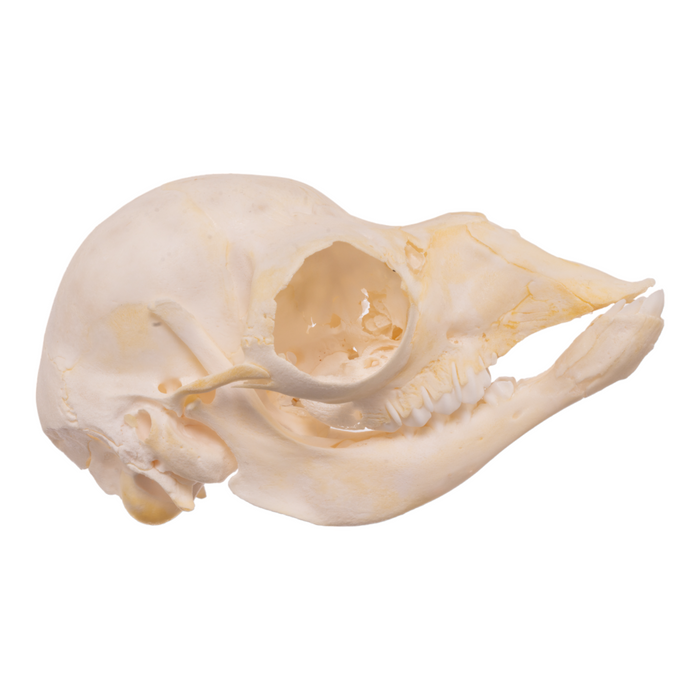 Real Llama Skull - Juvenile