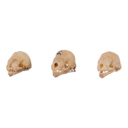 Real Seba's Short-tailed Bat Skull - Single (Multiple Types)