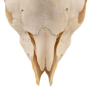 Real Domestic Goat Skull Without Horns - Damaged