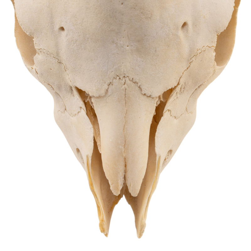 Real Domestic Goat Skull Without Horns - Damaged