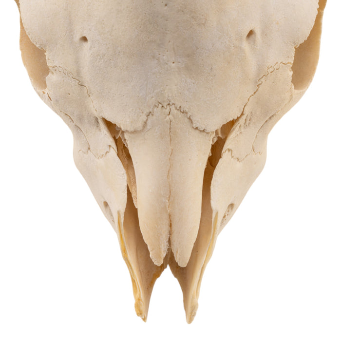 Real Domestic Goat Skull Without Horns - Damaged
