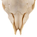 Real Domestic Goat Skull Without Horns - Damaged