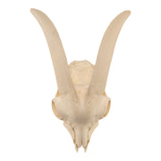 Real Domestic Goat Skull Without Horns - Damaged