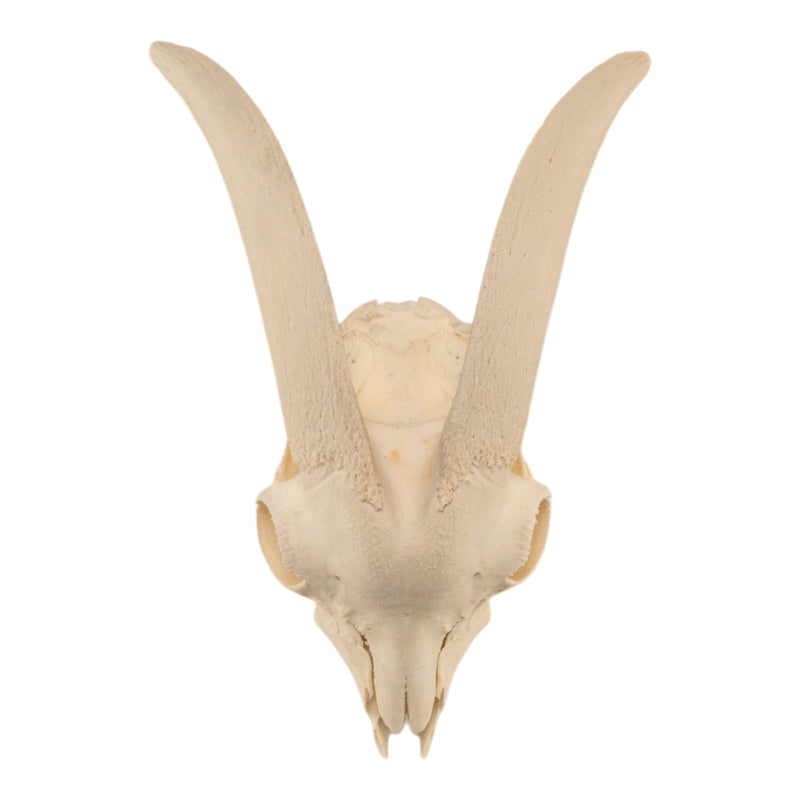 Real Domestic Goat Skull Without Horns - Damaged