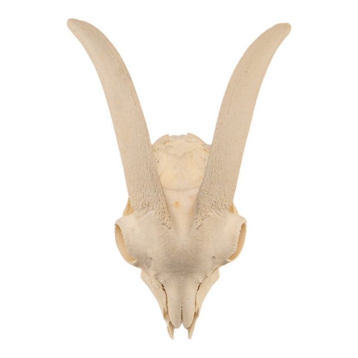 Real Domestic Goat Skull Without Horns - Damaged