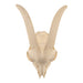Real Domestic Goat Skull Without Horns - Damaged