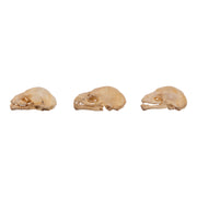 Real Seba's Short-tailed Bat Skull - Single (Multiple Types)