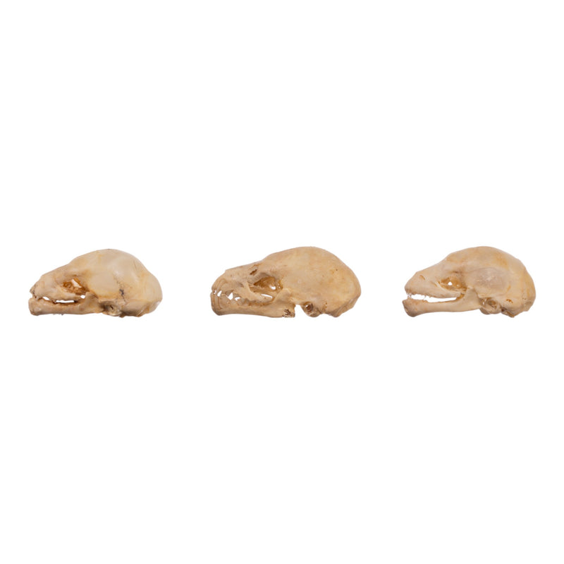 Real Seba's Short-tailed Bat Skull - Single (Multiple Types)