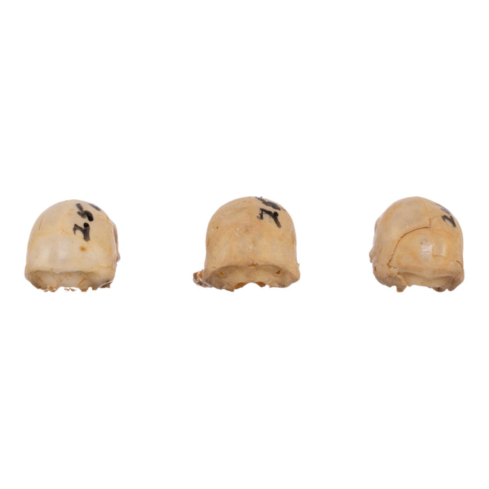 Real Seba's Short-tailed Bat Skull - Single (Multiple Types)