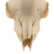Real Domestic Goat Skull Without Horns - Damaged