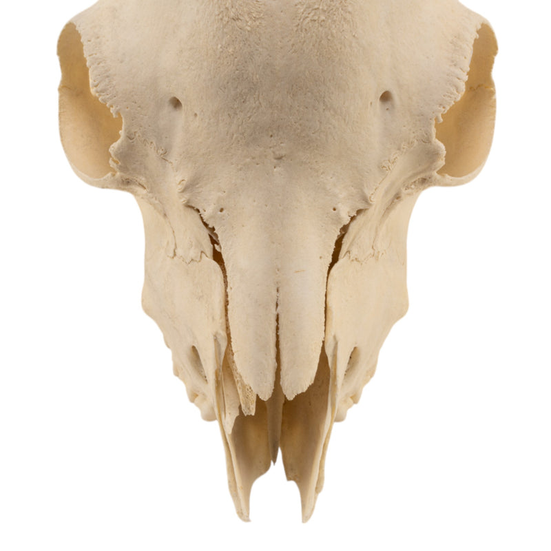 Real Domestic Goat Skull Without Horns - Damaged