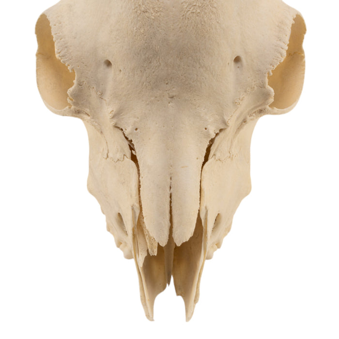 Real Domestic Goat Skull Without Horns - Damaged