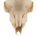 Real Domestic Goat Skull Without Horns - Damaged