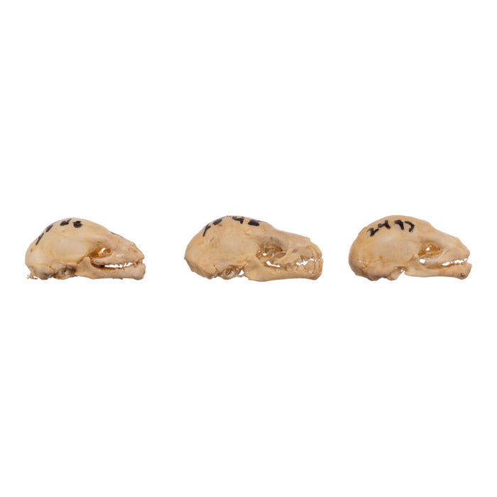Real Seba's Short-tailed Bat Skull - Single (Multiple Types)