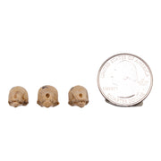 Real Seba's Short-tailed Bat Skull - Single (Multiple Types)