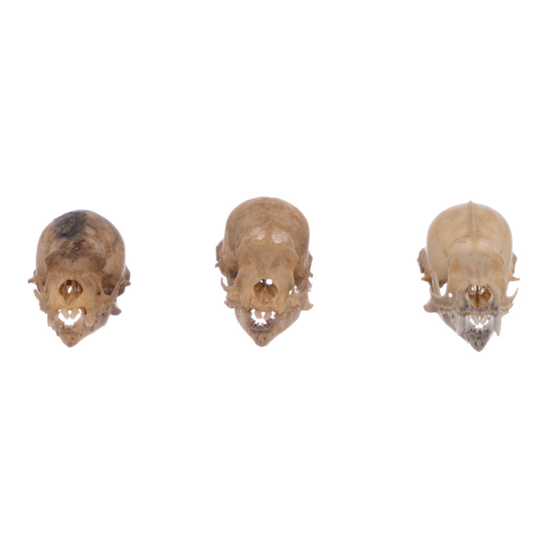 Real Seba's Short-tailed Bat Skull - Single (Multiple Types)