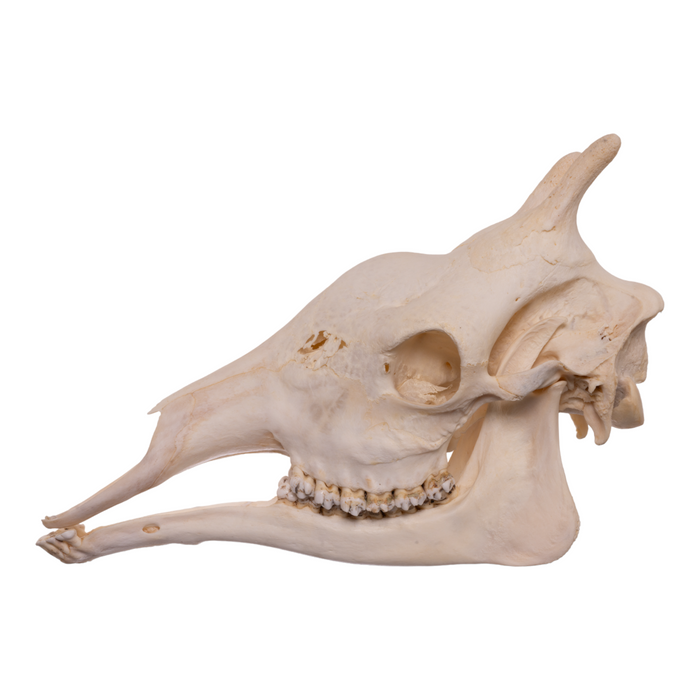 Real Giraffe Skull - Female
