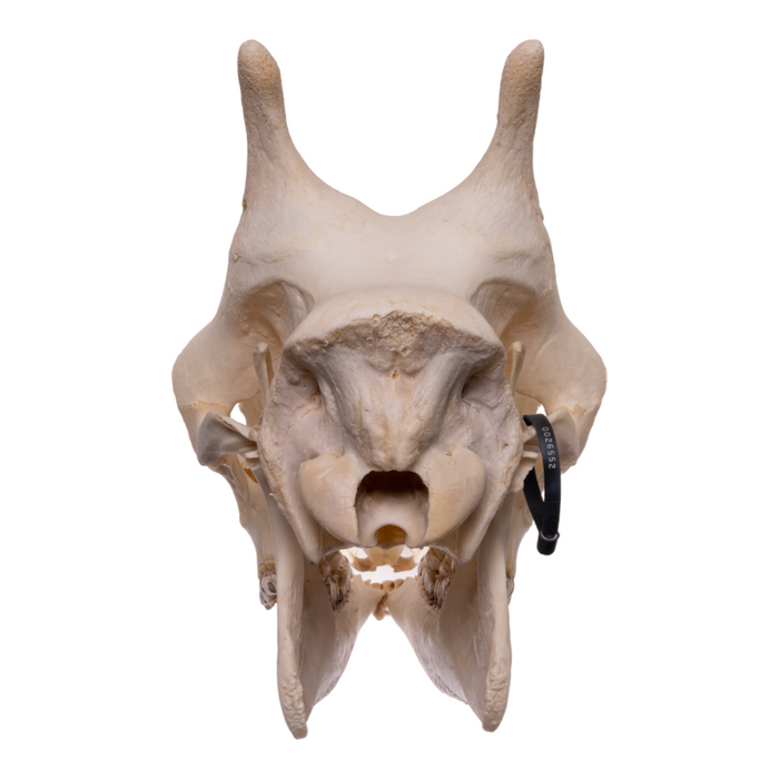Real Giraffe Skull - Female