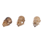 Real Seba's Short-tailed Bat Skull - Single (Multiple Types)