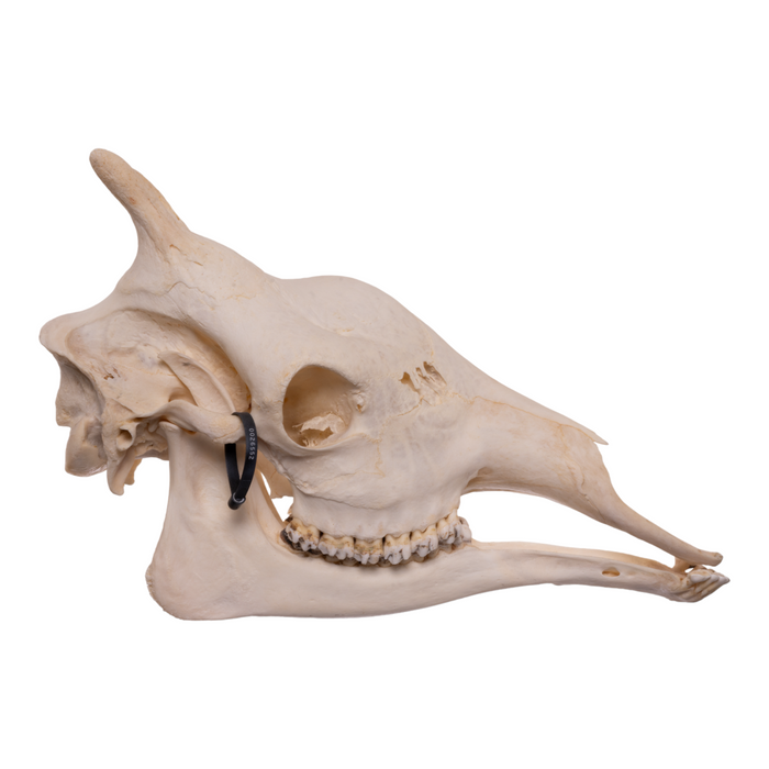 Real Giraffe Skull - Female