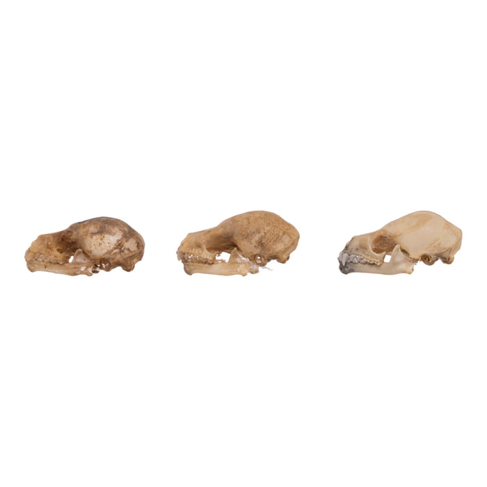 Real Seba's Short-tailed Bat Skull - Single (Multiple Types)