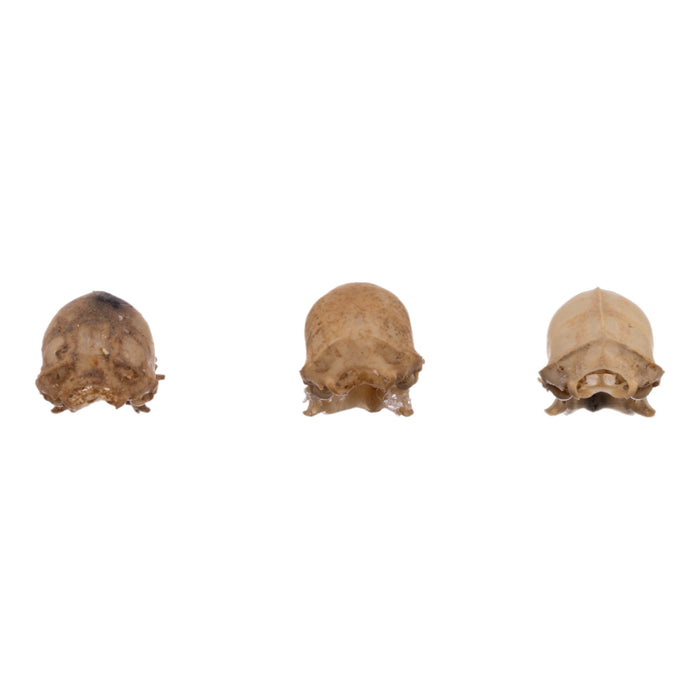 Real Seba's Short-tailed Bat Skull - Single (Multiple Types)